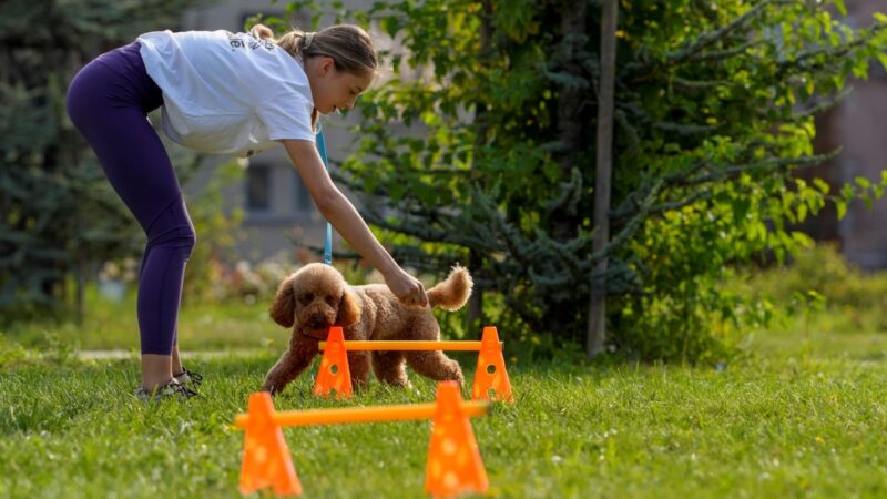 Над 380 кучета и техните стопани превзеха София в празничното бягане с Purina и „Нестле за Живей Активно!“